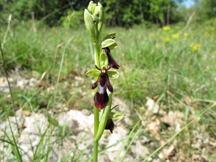 Ophrys insectifera